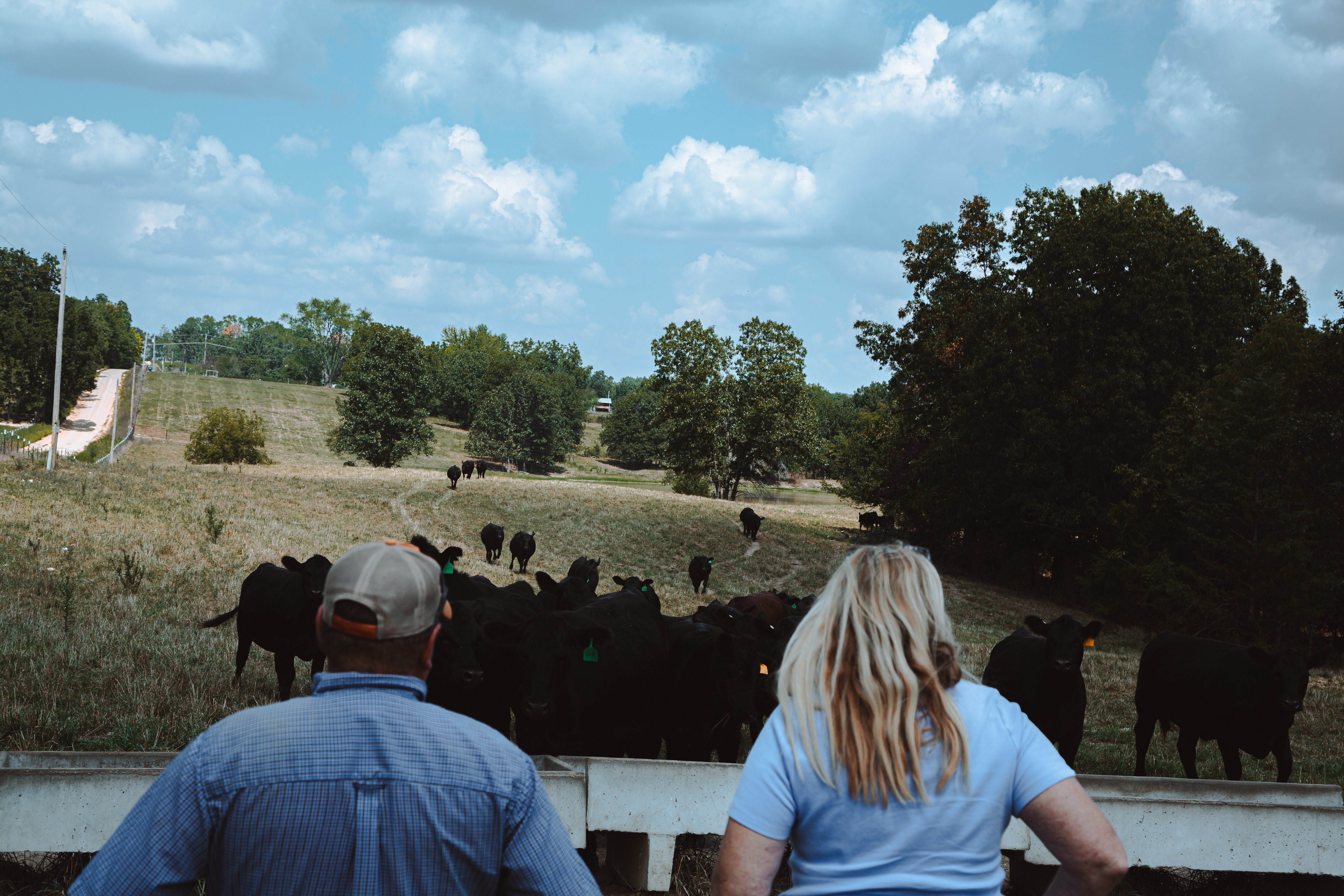 Checking the Herd