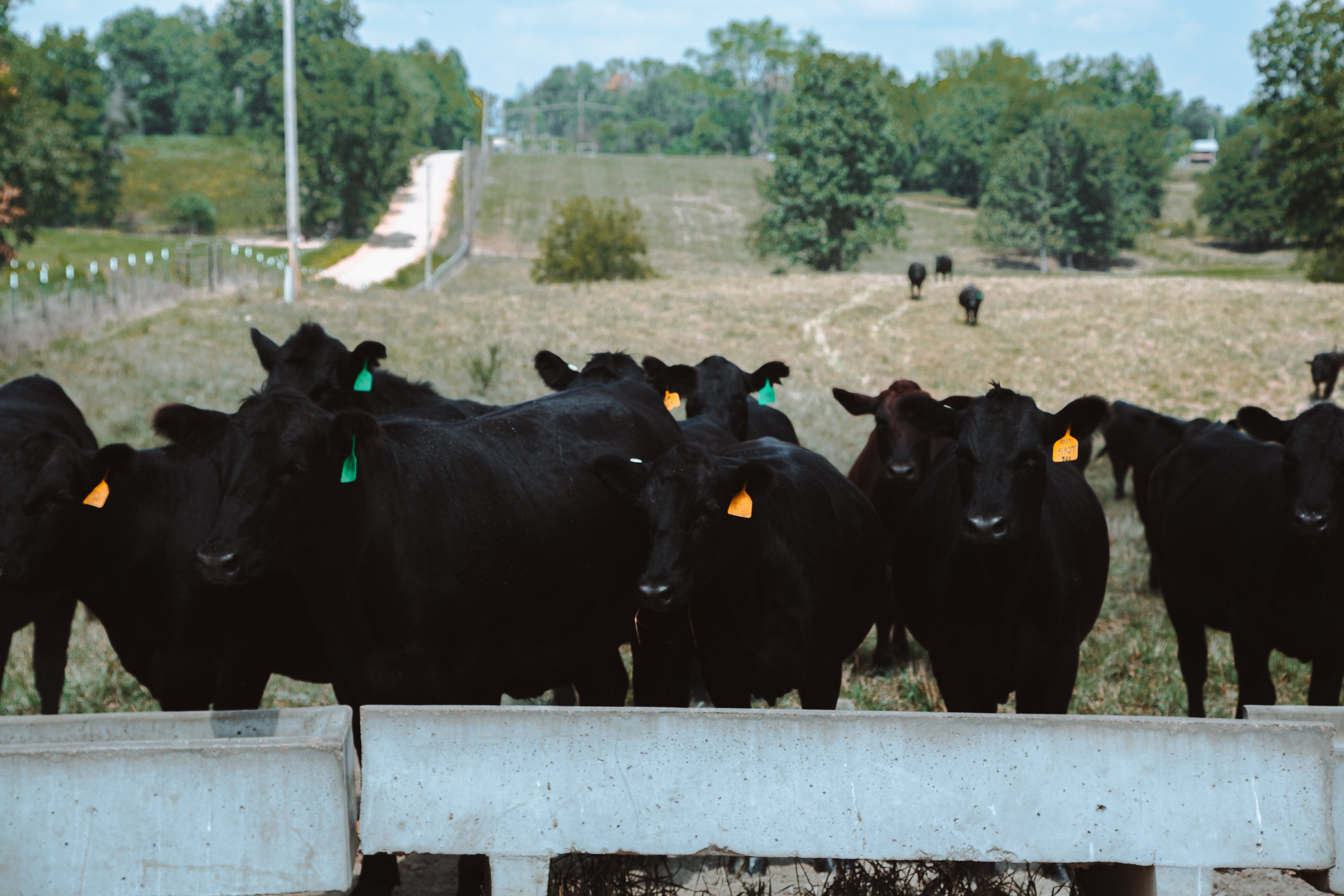 Cool Cows 